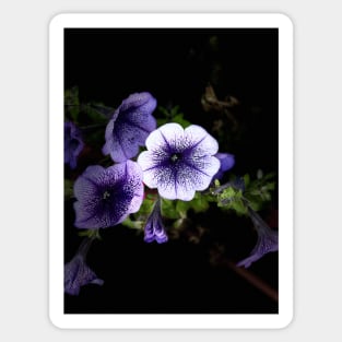 Purple Petunia Sticker